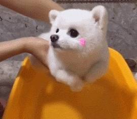 给狗狗洗澡,这5大错误观念不重犯,宠主都该了解 给狗狗洗澡,这5大错误观念不重犯,宠主都该了解