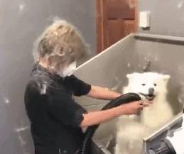 给狗狗洗澡,这5大错误观念不重犯,宠主都该了解 给狗狗洗澡,这5大错误观念不重犯,宠主都该了解