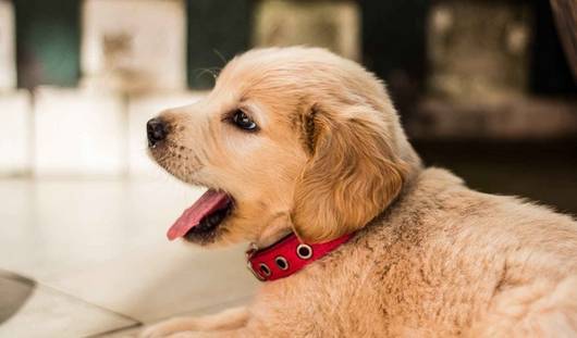 给狗狗洗澡,这5大错误观念不重犯,宠主都该了解 给狗狗洗澡,这5大错误观念不重犯,宠主都该了解