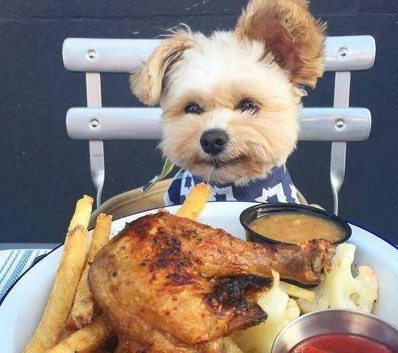 揭密!狗狗鸡蛋黄美毛的密秘:每天填补蛋黄,就能帮狗狗美毛? 揭密!狗狗鸡蛋黄美毛的密秘:每天填补蛋黄,就能帮狗狗美毛?