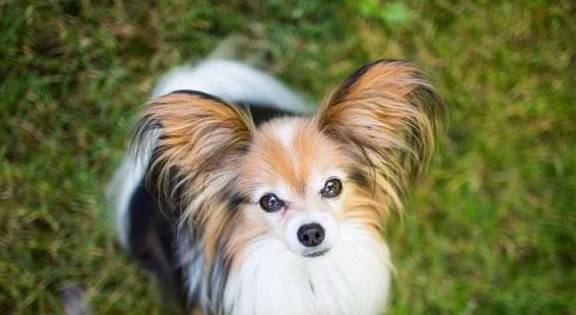 想养狗但不愿遛猫遛狗?下边5种小狗最合适,活动量尤其小 想养狗但不愿遛猫遛狗?下边5种小狗最合适,活动量尤其小