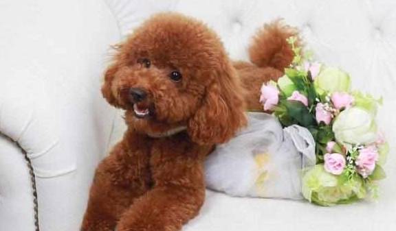 泰迪犬价格不一样,全是这4个要素决策的! 泰迪犬价格不一样,全是这4个要素决策的!