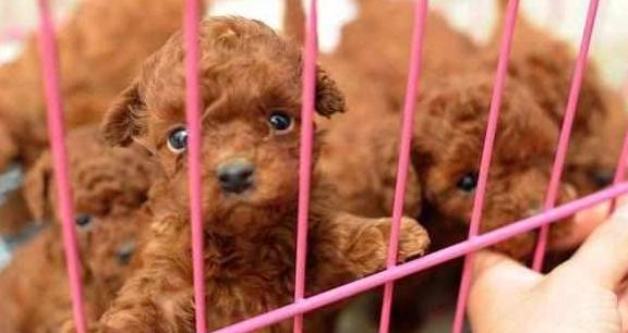 泰迪犬价格不一样,全是这4个要素决策的! 泰迪犬价格不一样,全是这4个要素决策的!