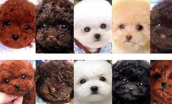 泰迪犬价格不一样,全是这4个要素决策的! 泰迪犬价格不一样,全是这4个要素决策的!