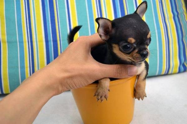 4种闹脾气会咬人的狗狗,博美犬上榜,最终一种咬人看情绪 4种闹脾气会咬人的狗狗,博美犬上榜,最终一种咬人看情绪