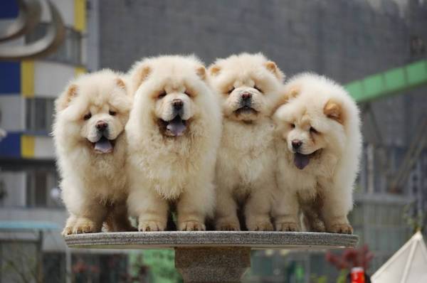 4种闹脾气会咬人的狗狗,博美犬上榜,最终一种咬人看情绪 4种闹脾气会咬人的狗狗,博美犬上榜,最终一种咬人看情绪