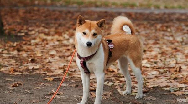 你对柴犬掌握有多少呢?一起来认识一下柴犬吧! 你对柴犬掌握有多少呢?一起来认识一下柴犬吧!