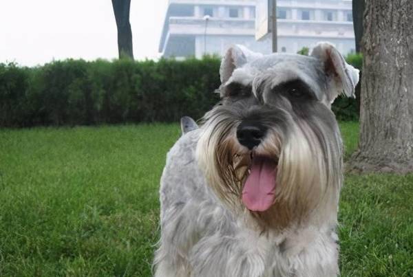 雪纳瑞的六大缺陷,养以前要先考量清晰 雪纳瑞的六大缺陷,养以前要先考量清晰