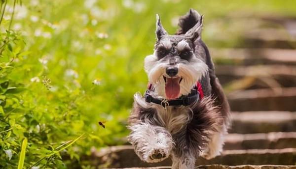 雪纳瑞的六大缺陷,养以前要先考量清晰 雪纳瑞的六大缺陷,养以前要先考量清晰