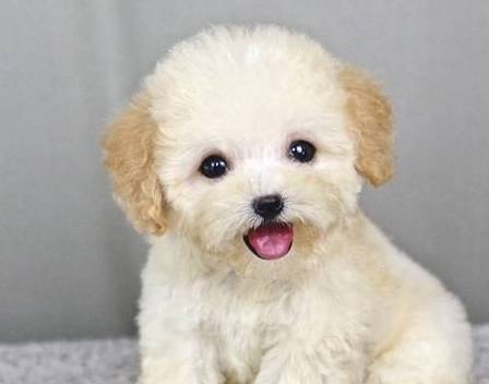 本来全是泰迪犬,性情却大不一样,你们家狗狗是哪一种种类呢? 本来全是泰迪犬,性情却大不一样,你们家狗狗是哪一种种类呢?