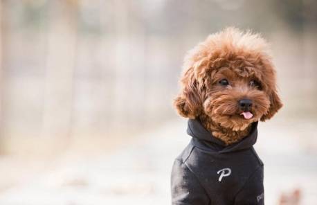 本来全是泰迪犬,性情却大不一样,你们家狗狗是哪一种种类呢? 本来全是泰迪犬,性情却大不一样,你们家狗狗是哪一种种类呢?