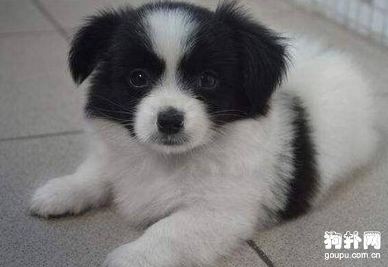 串串狗一般多少钱一只啊? 串串狗一般多少钱一只啊?