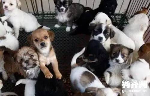 什么是“星期狗”?为你揭开“星期狗”背后的内幕 什么是“星期狗”?为你揭开“星期狗”背后的内幕