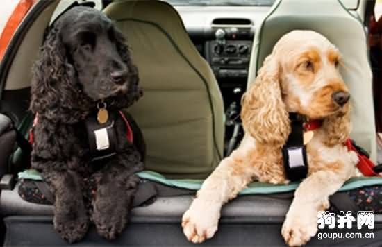 如何挑选一只合格的家庭犬 如何挑选一只合格的家庭犬