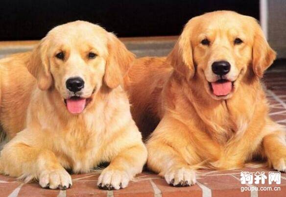 最温顺的狗狗有哪些?最凶猛的狗狗有哪些? 最温顺的狗狗有哪些?最凶猛的狗狗有哪些?