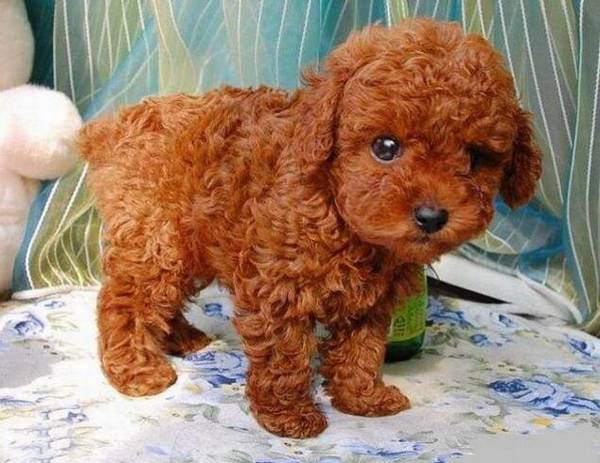 温顺的小型犬有哪些品种 温顺的小型犬有哪些品种