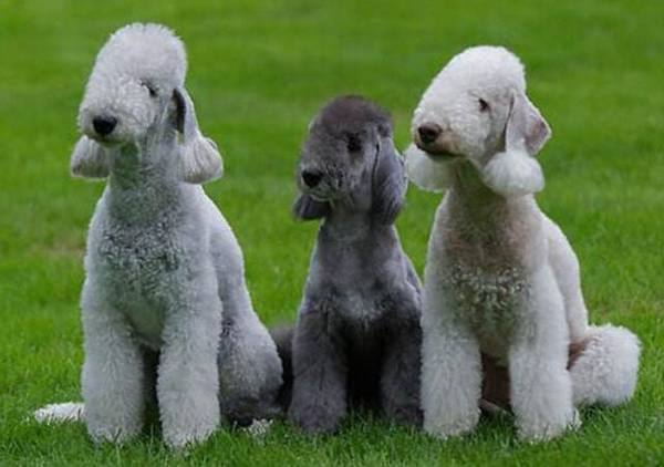 中型犬有哪些品种,中型犬种类 中型犬有哪些品种,中型犬种类