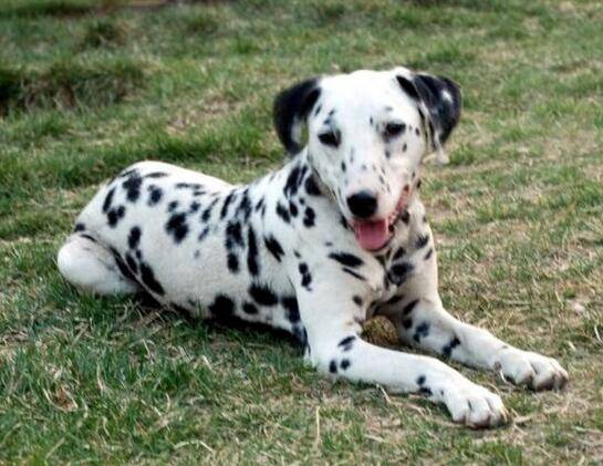 中型犬有哪些品种,中型犬种类 中型犬有哪些品种,中型犬种类