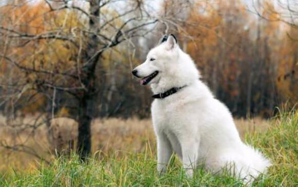 新手买狗注意事项 新手买狗注意事项