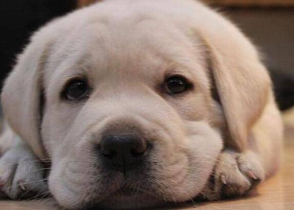 新手买狗注意事项 新手买狗注意事项