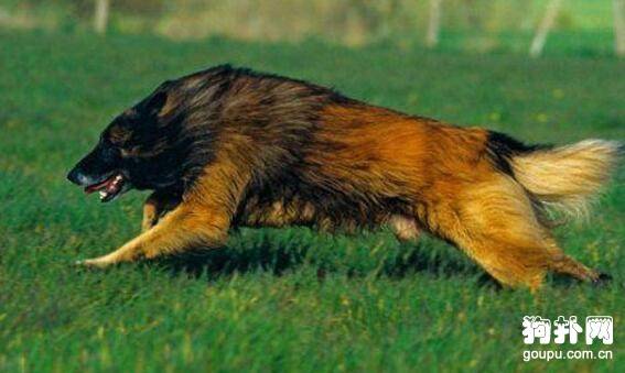 中型犬有哪些?哪些中型犬比较好养? 中型犬有哪些?哪些中型犬比较好养?