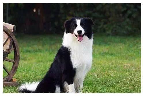 一起来撸狗之智商最大的5种犬! 一起来撸狗之智商最大的5种犬!