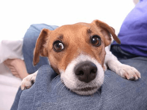 快来看看这几点你知道多少吧!!小狗不立耳的挽救方式都有哪些? 快来看看这几点你知道多少吧!!小狗不立耳的挽救方式都有哪些?