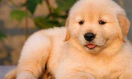 有一些金毛也喜爱打架,这也是因为什么原因导致的呢? 有一些金毛也喜爱打架,这也是因为什么原因导致的呢?