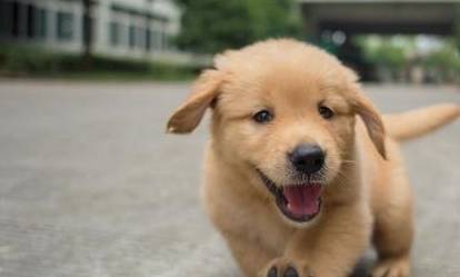 有一些金毛也喜爱打架,这也是因为什么原因导致的呢? 有一些金毛也喜爱打架,这也是因为什么原因导致的呢?