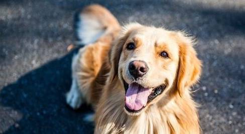 有一些金毛也喜爱打架,这也是因为什么原因导致的呢? 有一些金毛也喜爱打架,这也是因为什么原因导致的呢?