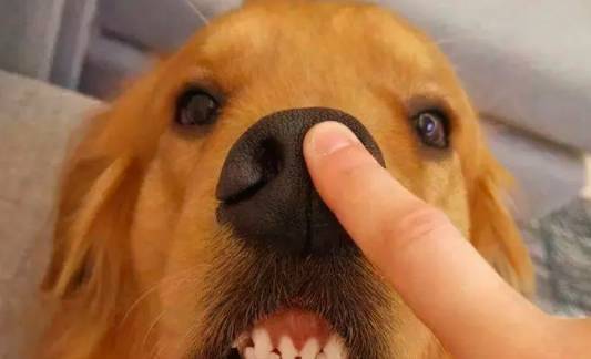 狗狗被主人和别人抚摸时的感受根本不一样,别随便撸狗。 狗狗被主人和别人抚摸时的感受根本不一样,别随便撸狗。