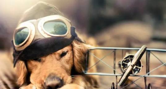 狗狗被主人和别人抚摸时的感受根本不一样,别随便撸狗。 狗狗被主人和别人抚摸时的感受根本不一样,别随便撸狗。