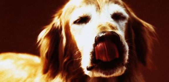 金毛狗狗过世前的4个现象,你准备好了吗? 金毛狗狗过世前的4个现象,你准备好了吗?