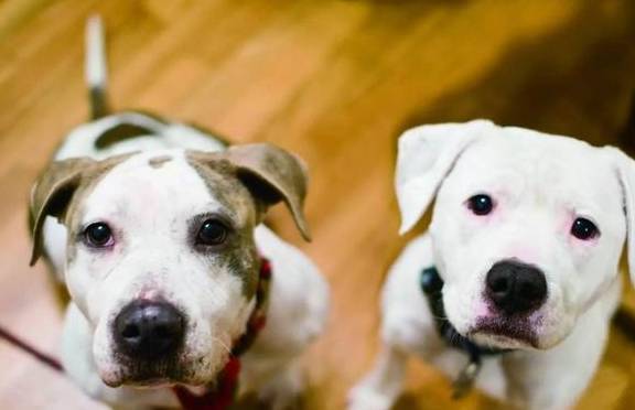 狗狗吠叫不断,噪音扰民?四种方式让狗狗变乖变清静 狗狗吠叫不断,噪音扰民?四种方式让狗狗变乖变清静