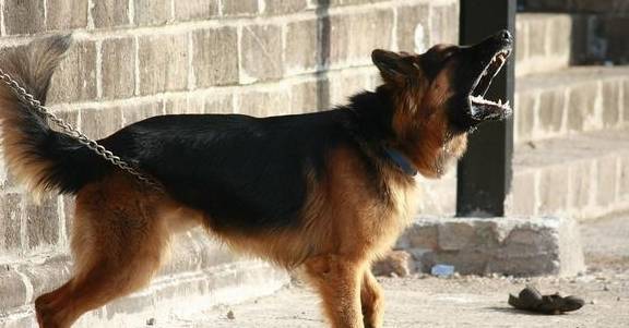 狗狗吠叫不断,噪音扰民?四种方式让狗狗变乖变清静 狗狗吠叫不断,噪音扰民?四种方式让狗狗变乖变清静