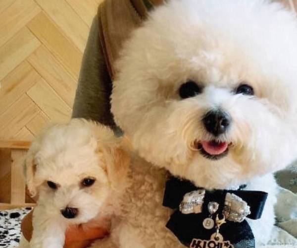 比熊“舔人”的实情,这种你都不清楚! 比熊“舔人”的实情,这种你都不清楚!