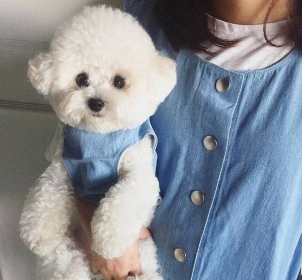 比熊“舔人”的实情,这种你都不清楚! 比熊“舔人”的实情,这种你都不清楚!