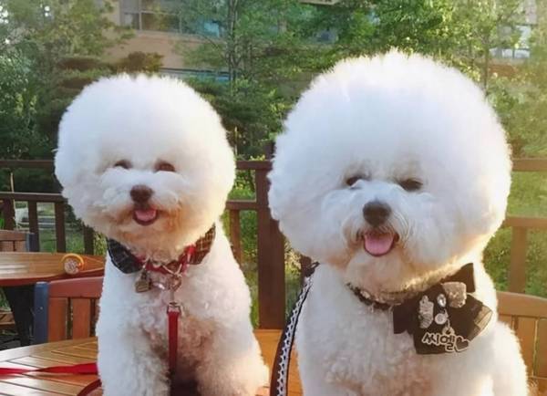 比熊“舔人”的实情,这种你都不清楚! 比熊“舔人”的实情,这种你都不清楚!