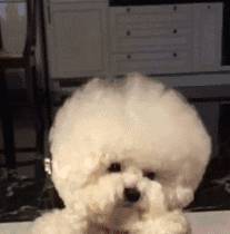 比熊“舔人”的实情,这种你都不清楚! 比熊“舔人”的实情,这种你都不清楚!