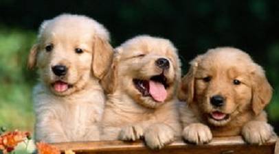 狗狗的这种行为是要向你表述那样的含意 狗狗的这种行为是要向你表述那样的含意