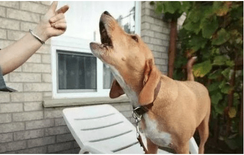 狗狗冲着气体乱吠,是看见哪些了没有? 狗狗冲着气体乱吠,是看见哪些了没有?