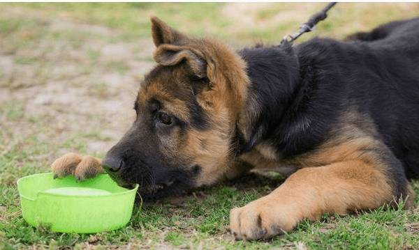 德牧食欲不佳吃什么开胃? 德牧食欲不佳吃什么开胃?