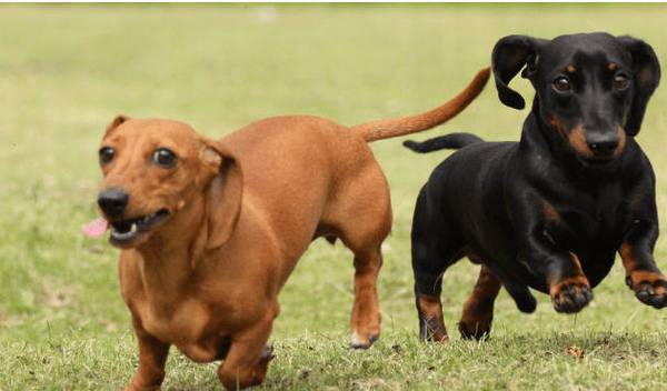 很容易练习的5种狗狗,他们智力都很高,很合适家中饲养! 很容易练习的5种狗狗,他们智力都很高,很合适家中饲养!