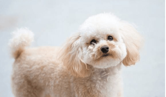 很容易练习的5种狗狗,他们智力都很高,很合适家中饲养! 很容易练习的5种狗狗,他们智力都很高,很合适家中饲养!