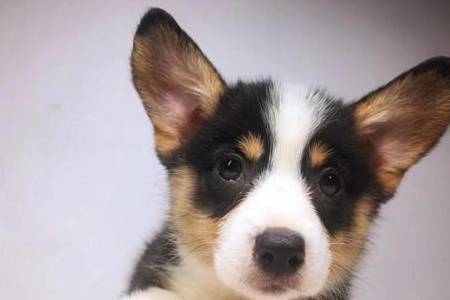 4种主要表现表明狗狗对你有感觉 4种主要表现表明狗狗对你有感觉