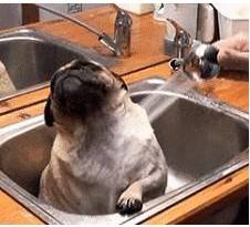 这种你永远不知道的养狗内幕,越快知晓越划算! 这种你永远不知道的养狗内幕,越快知晓越划算!