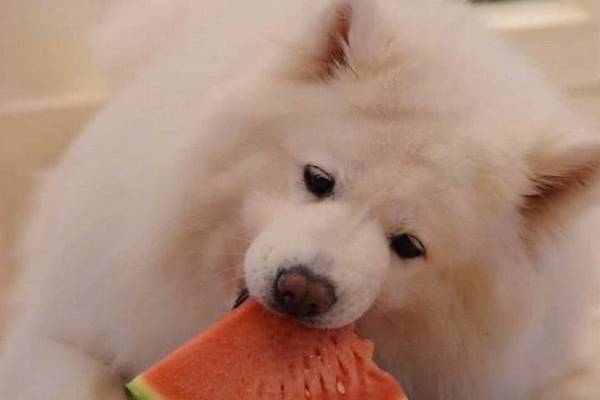 “蠢狗”的七大主要表现,你们家狗狗占了几个? “蠢狗”的七大主要表现,你们家狗狗占了几个?