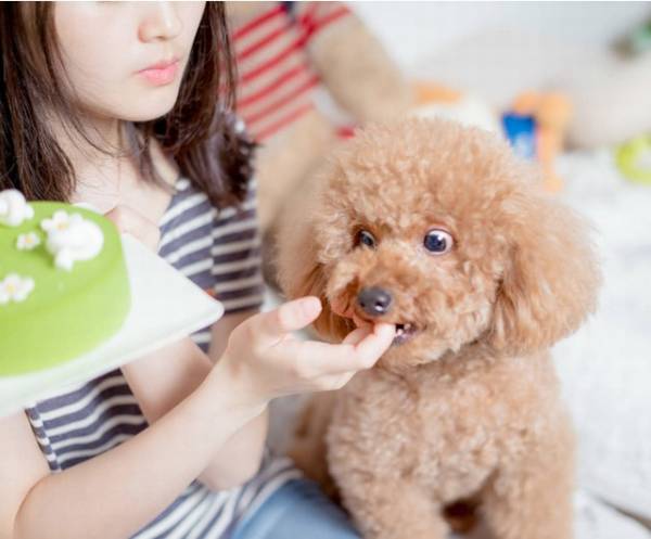 “脾气不好、没有人敢欺负的”五大狗狗,你们家榜单没? “脾气不好、没有人敢欺负的”五大狗狗,你们家榜单没?