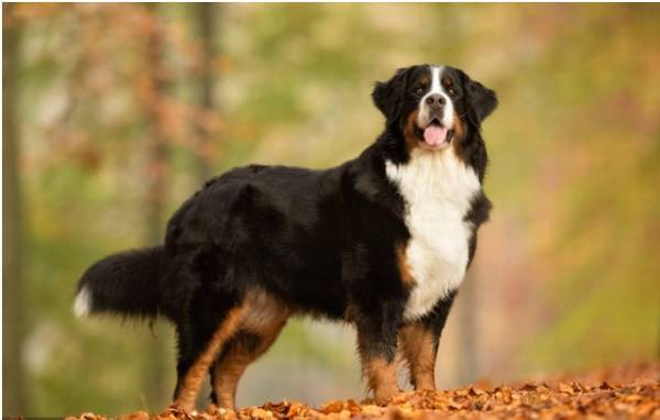 汇总这些使用寿命较短的狗狗,最少的活不上小学升初中! 汇总这些使用寿命较短的狗狗,最少的活不上小学升初中!