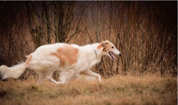 汇总这些使用寿命较短的狗狗,最少的活不上小学升初中! 汇总这些使用寿命较短的狗狗,最少的活不上小学升初中!